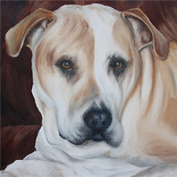 Rhuarc - the beautiful dog
